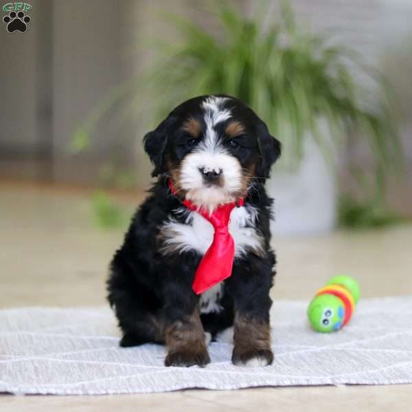 Chico, Mini Bernedoodle Puppy